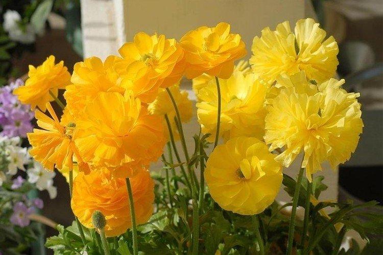 Французский лютик