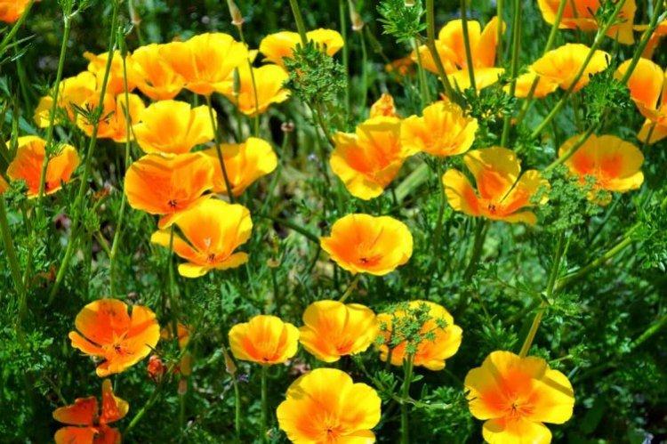 Эшшольция (60 фото): виды, посадка и уход в открытом грунте