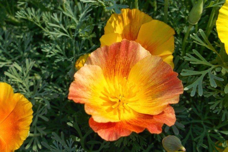 Посадка и размножение эшшольции