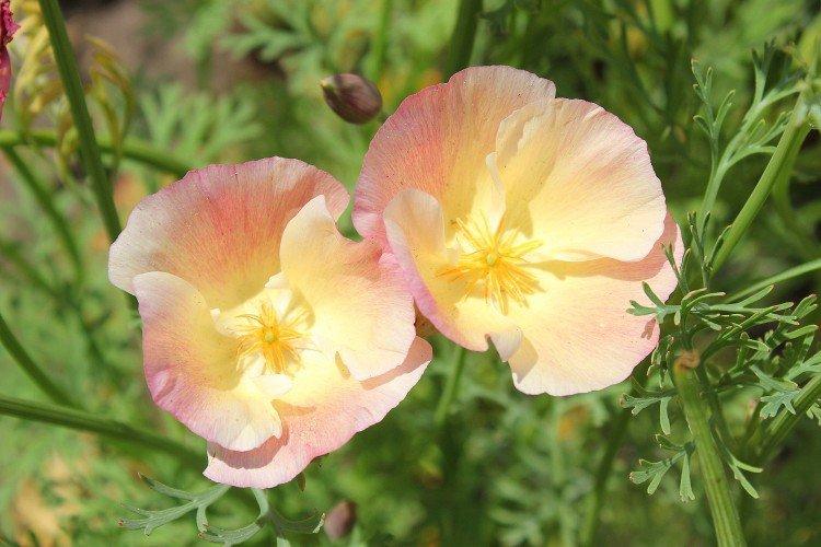 Эшшольция – фото