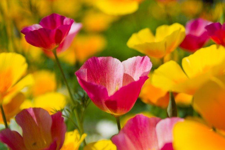 Эшшольция – фото