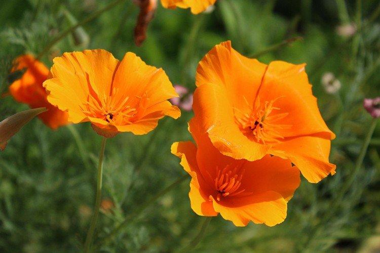 Эшшольция – фото