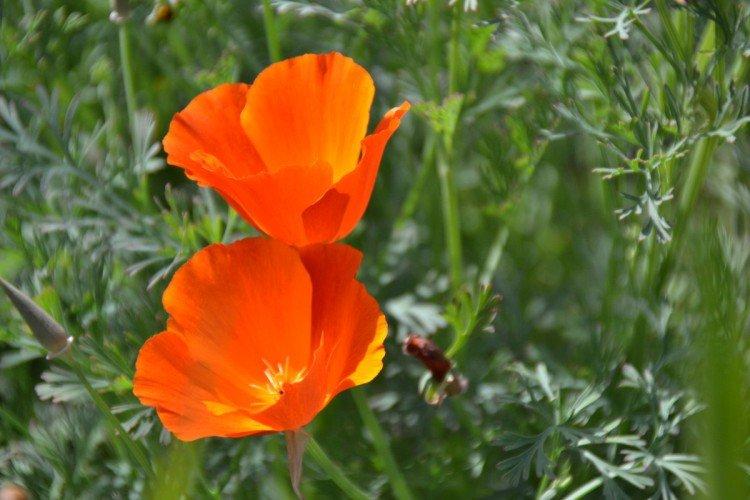 Эшшольция – фото