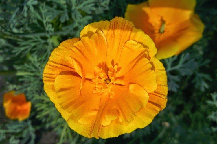 Эшшольция – фото