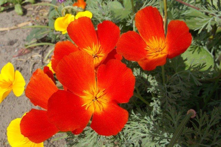 Эшшольция – фото