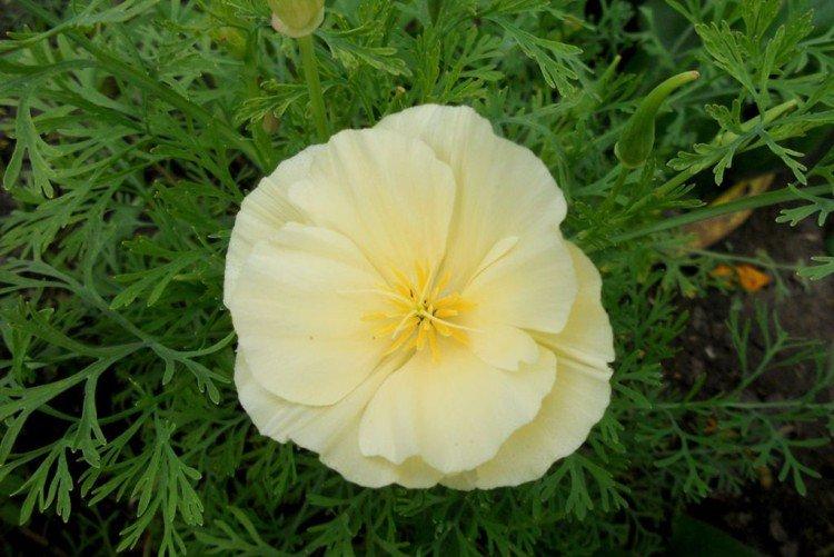 Эшшольция – фото