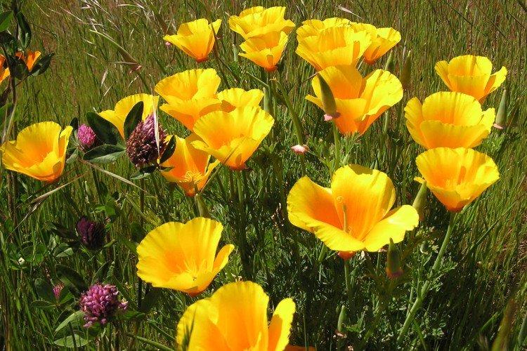 Эшшольция – фото