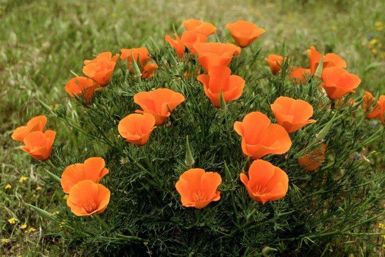 Эшшольция – фото