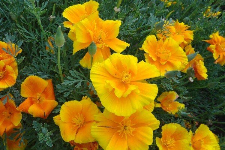 Эшшольция – фото