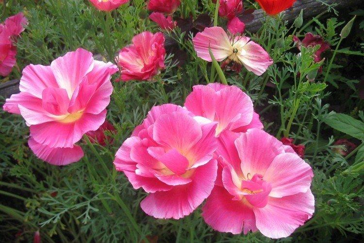 Яблоневый цвет