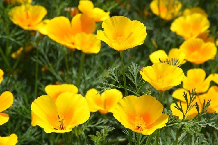 Эшшольция Микадо