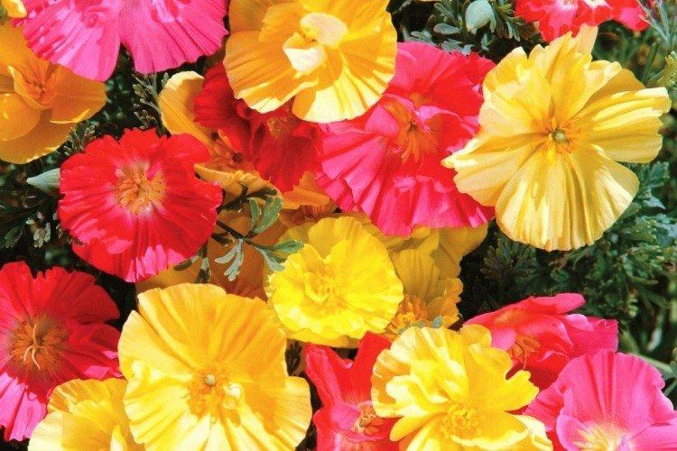 Фруктовый взрыв