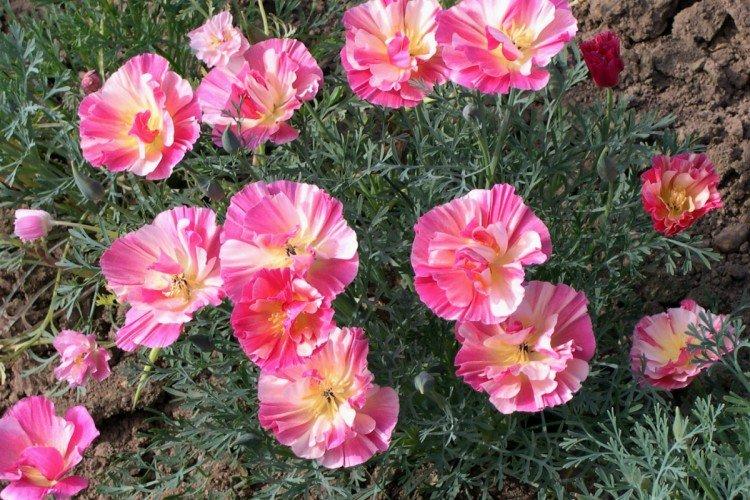 Температура