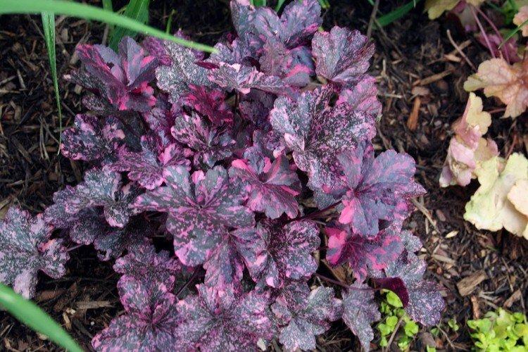 Общая характеристика