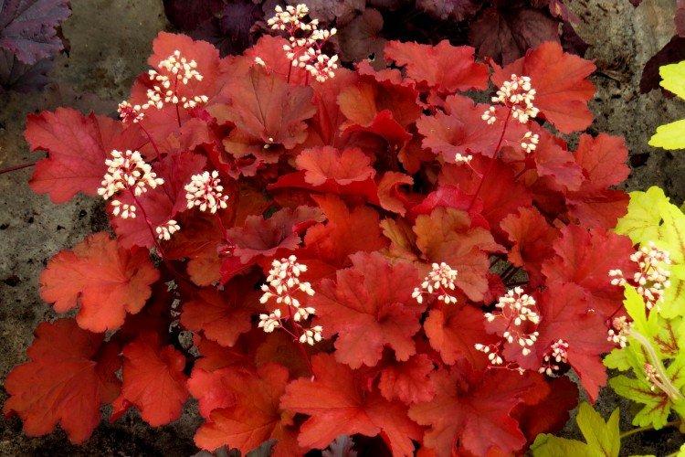 Гейхера – фото