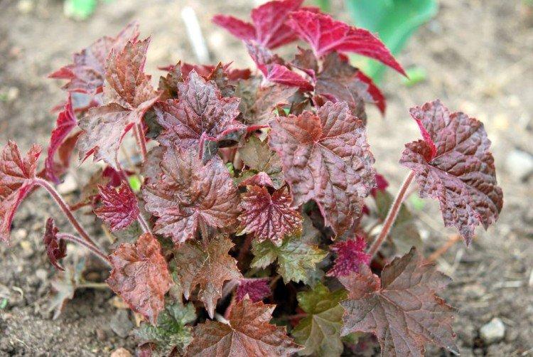 Гейхера – фото