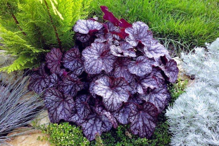 Гейхера – фото