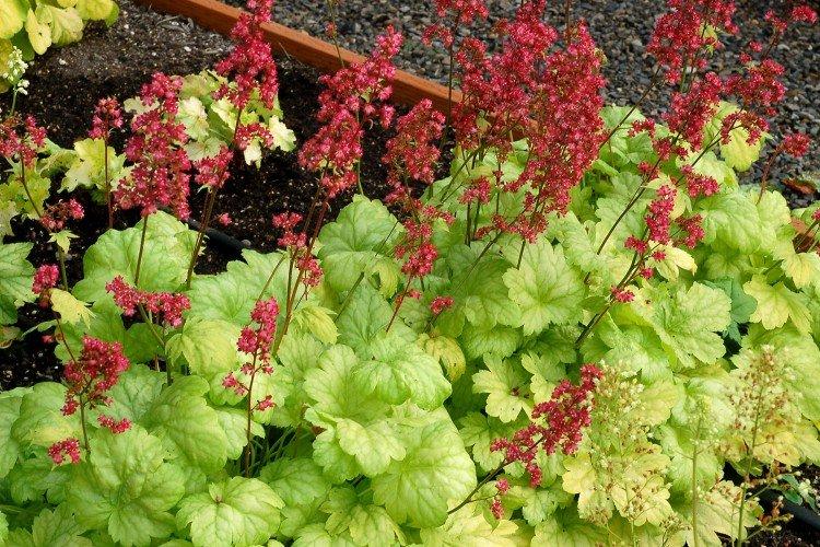 Гейхера – фото