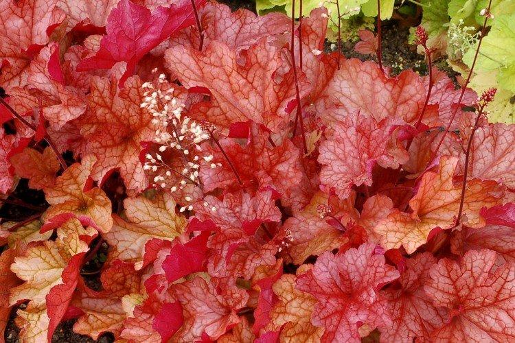 Гейхера – фото