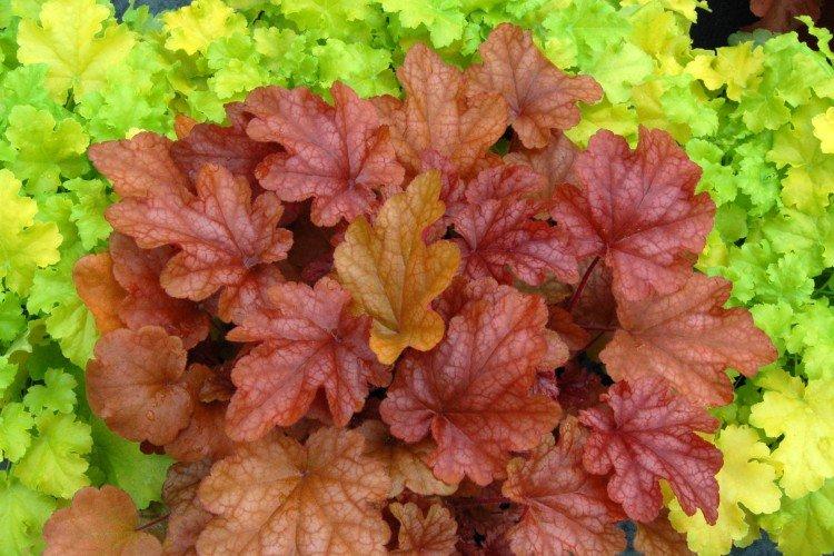 Гейхера – фото