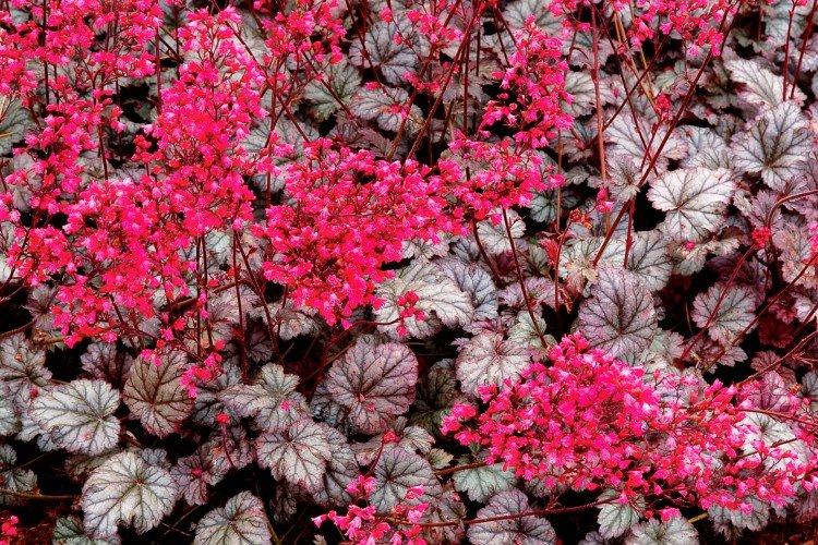 Гейхера – фото