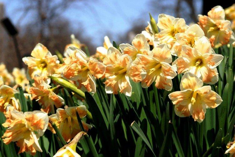 Удобрения и подкормка