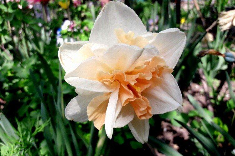 Нарциссы – фото