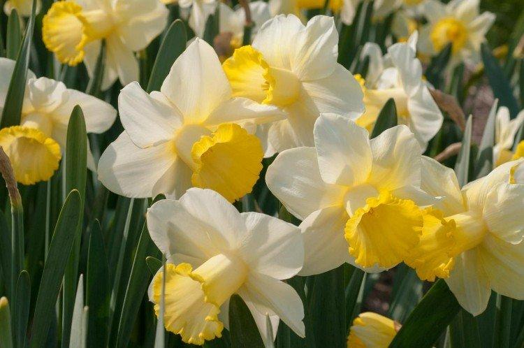 Трубчатые нарциссы
