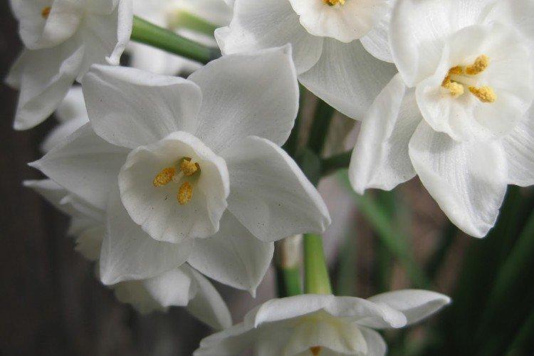 Нарциссы – фото