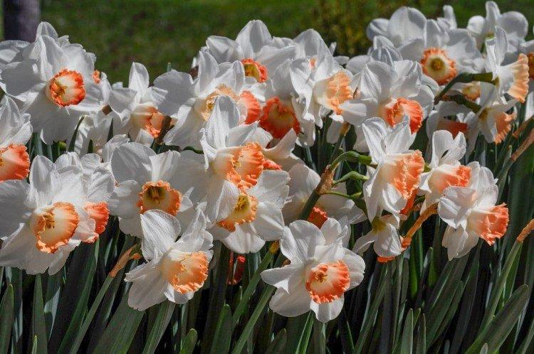 Нарциссы – фото