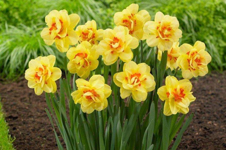 Нарциссы – фото