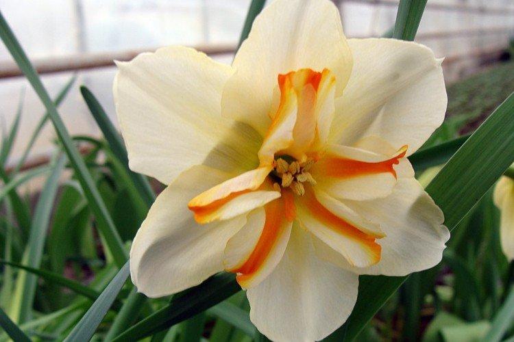 Нарциссы – фото