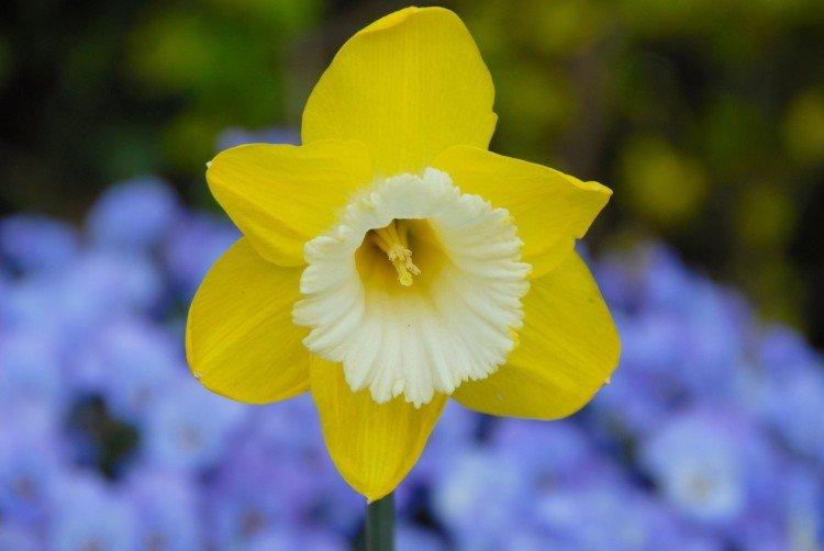 Нарциссы – фото