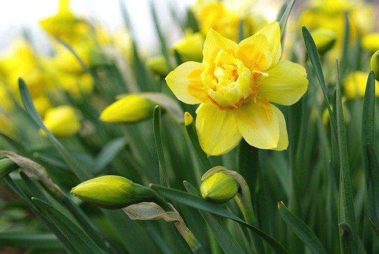 Нарциссы – фото