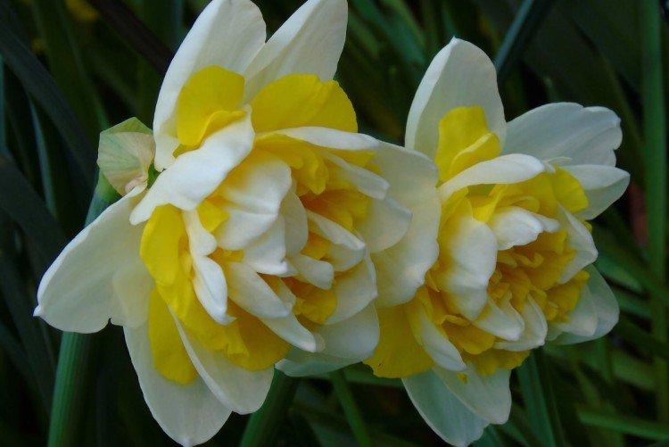 Нарциссы – фото