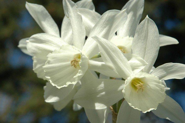 Нарциссы – фото