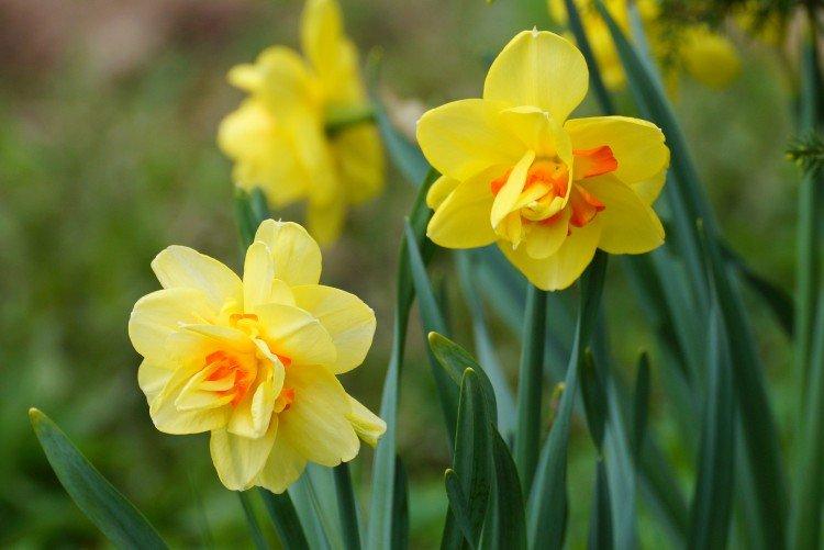 Нарциссы – фото