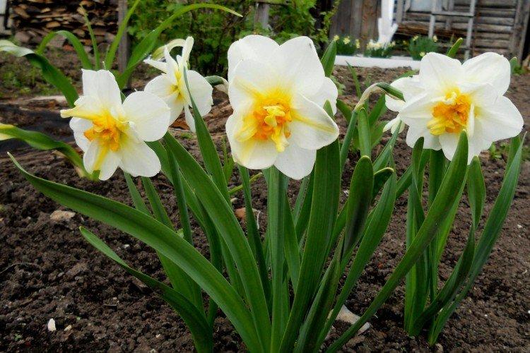 Нарциссы – фото