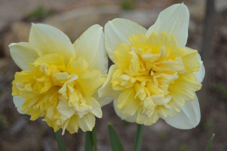 Нарциссы – фото