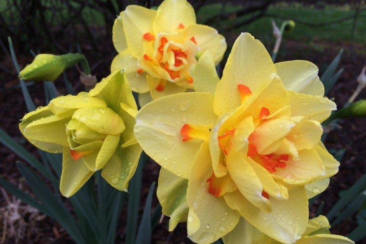 Нарциссы – фото