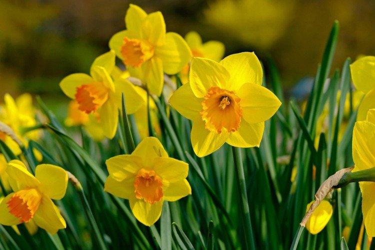 Нарциссы – фото