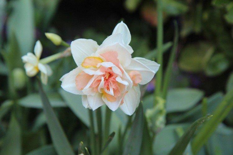 Нарциссы – фото