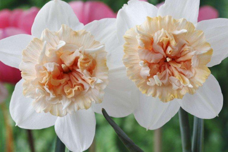 Нарциссы – фото