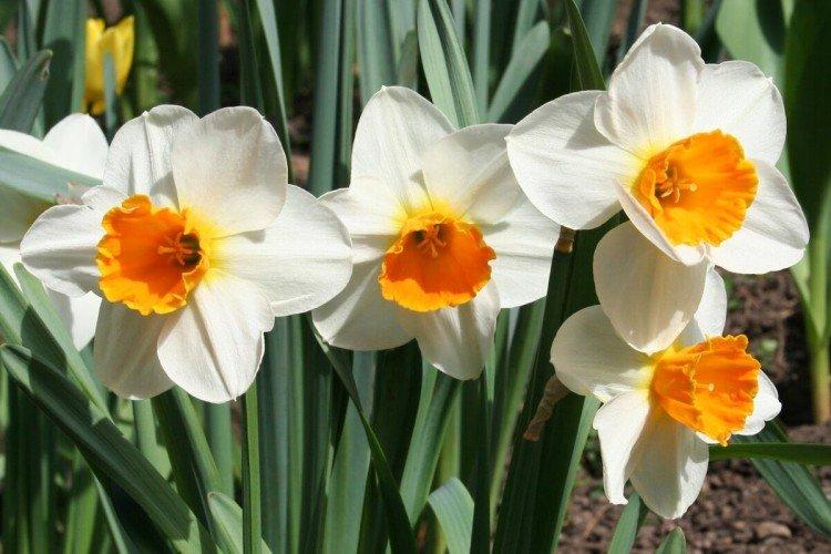 Нарциссы – фото