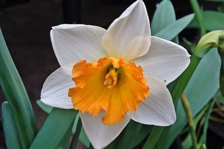 Крупнокорончатые нарциссы