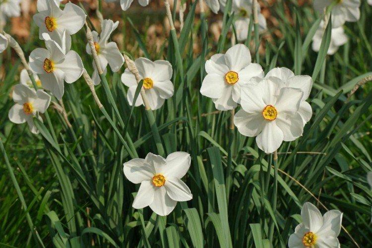 Мелкокорончатые нарциссы