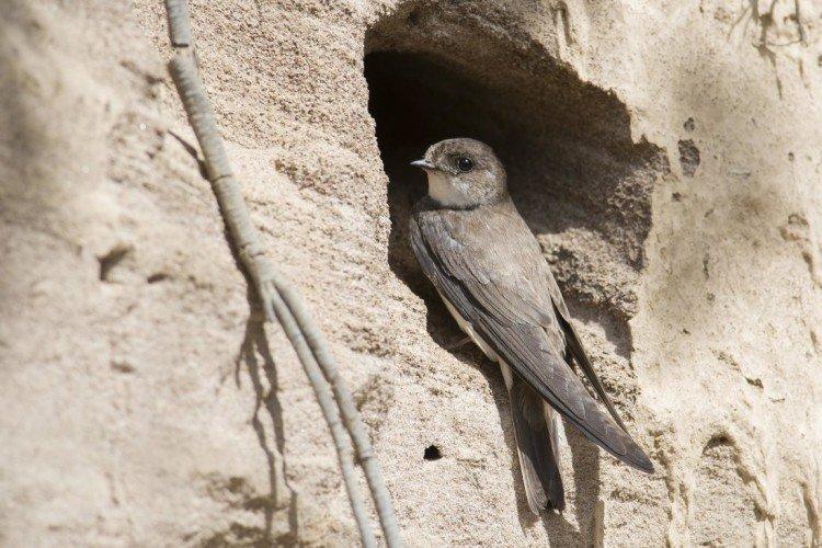 Береговушка