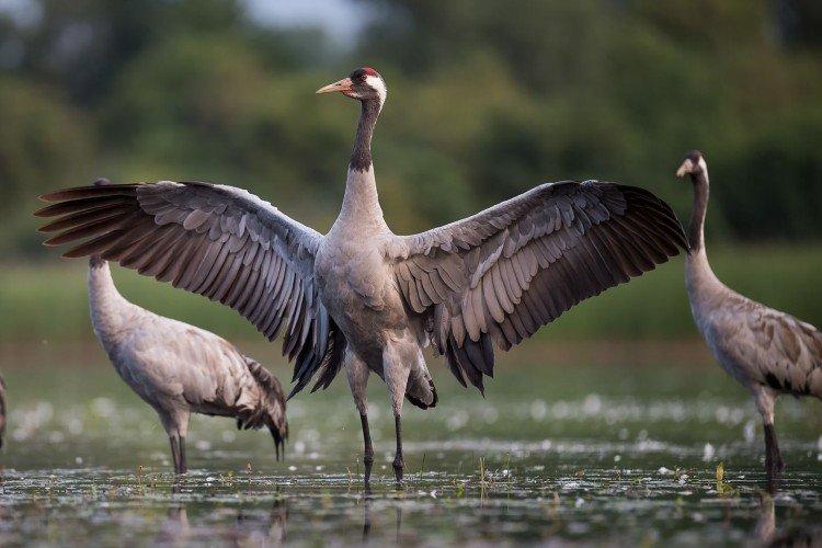 Серый журавль