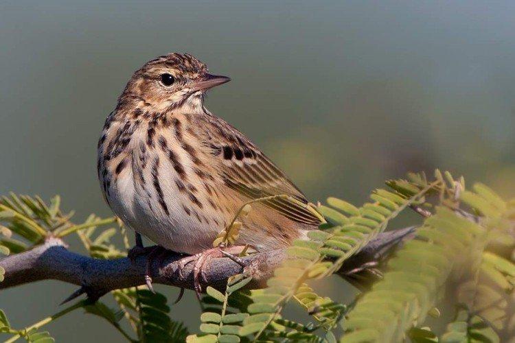 Лесной конек