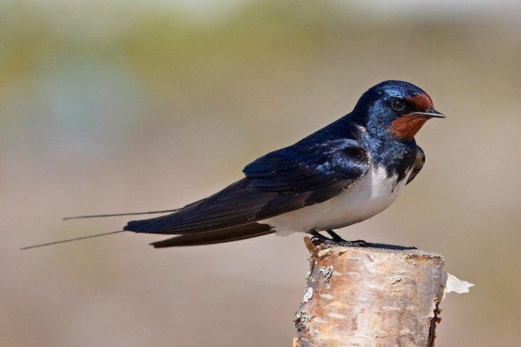Деревенская ласточка